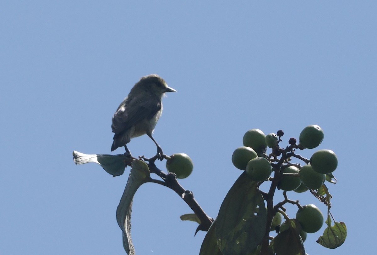 African Penduline-Tit - ML646938649