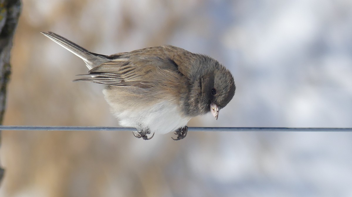 Dark-eyed Junco (Slate-colored) - ML646938650