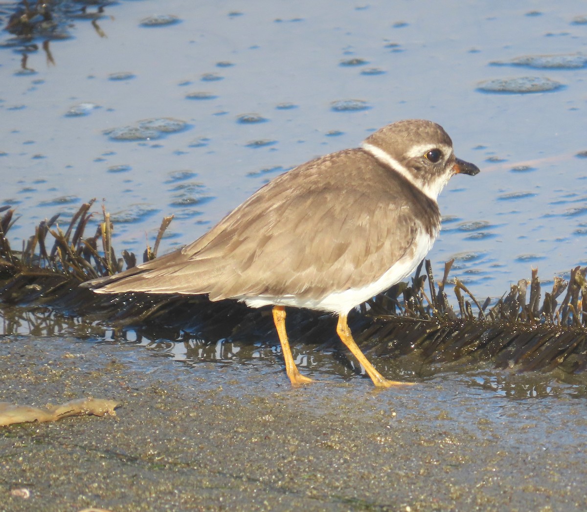 Txirritxo erdipalmatua - ML646938651