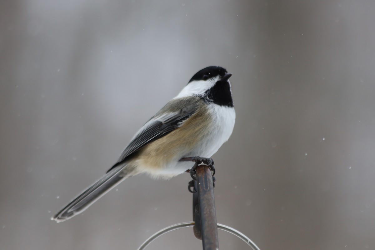 Black-capped Chickadee - ML646938652