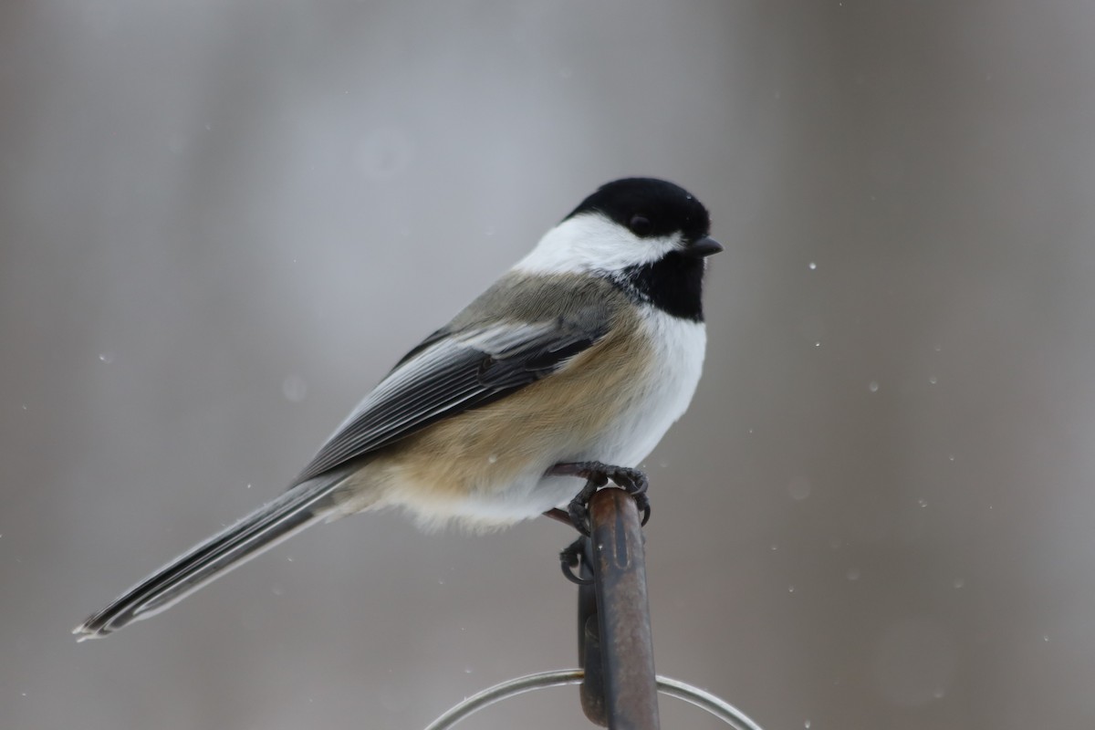 Black-capped Chickadee - ML646938653