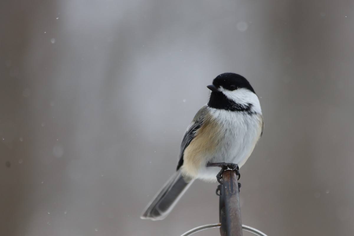 Black-capped Chickadee - ML646938654