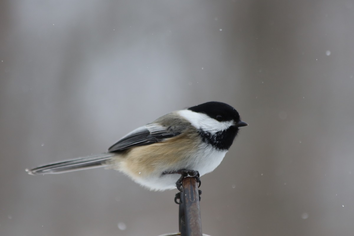 Black-capped Chickadee - ML646938655