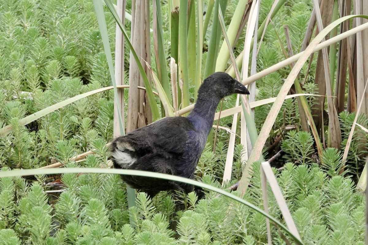 slípka australasijská - ML646938656