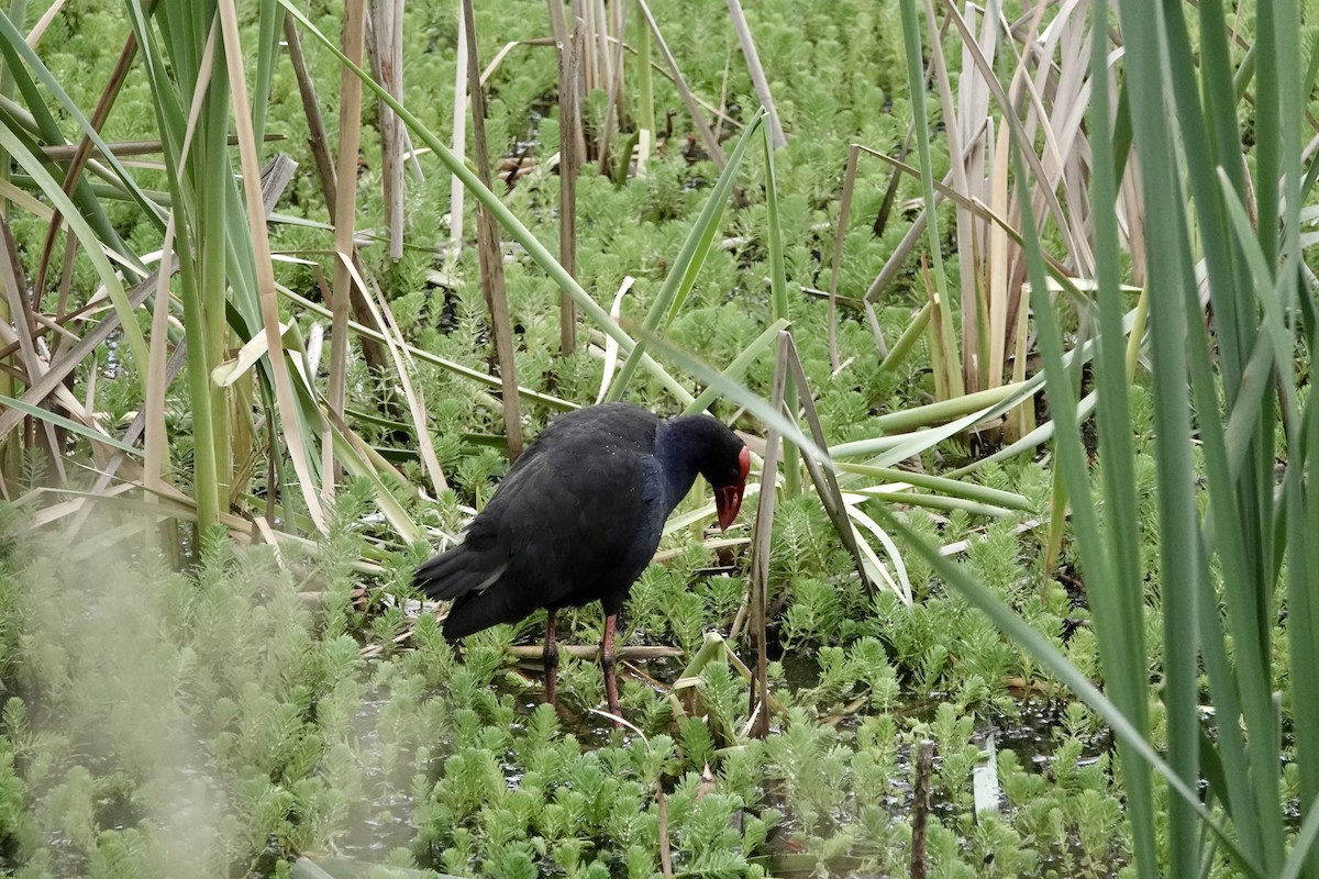 slípka australasijská - ML646938657