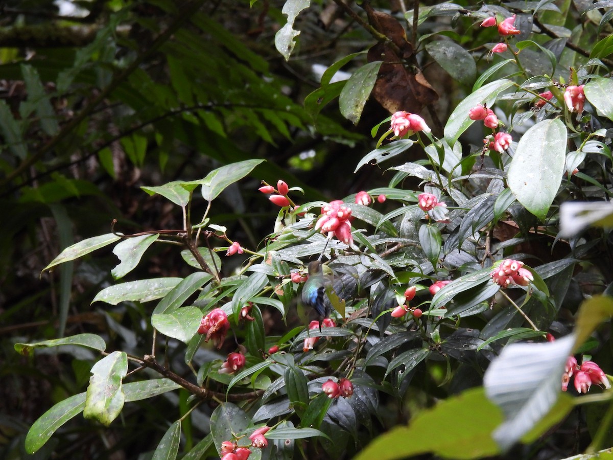 Talamanca Hummingbird - ML646938663