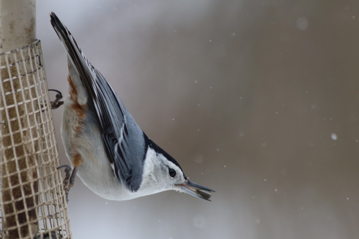 White-breasted Nuthatch - ML646938665