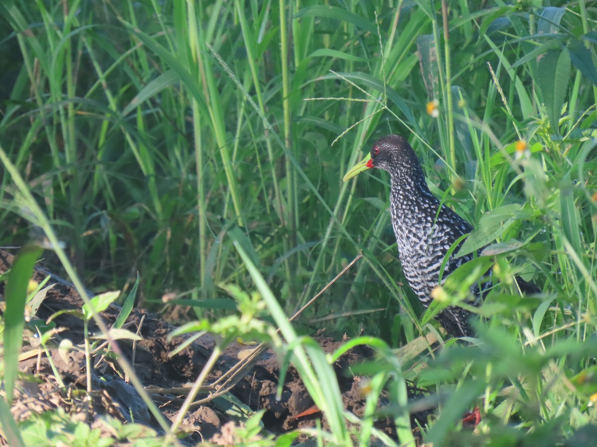 Spotted Rail - ML646938666