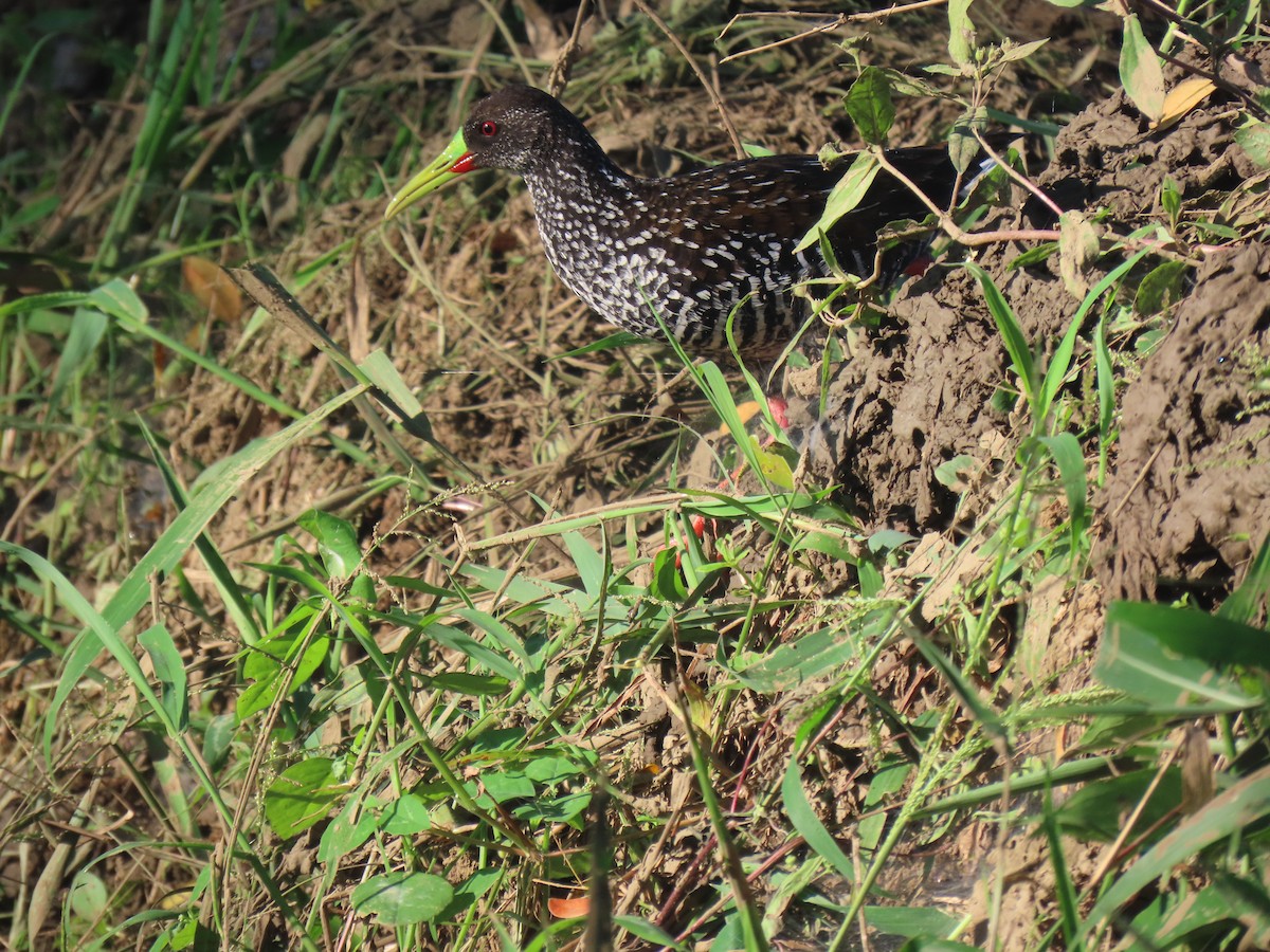 Spotted Rail - ML646938667