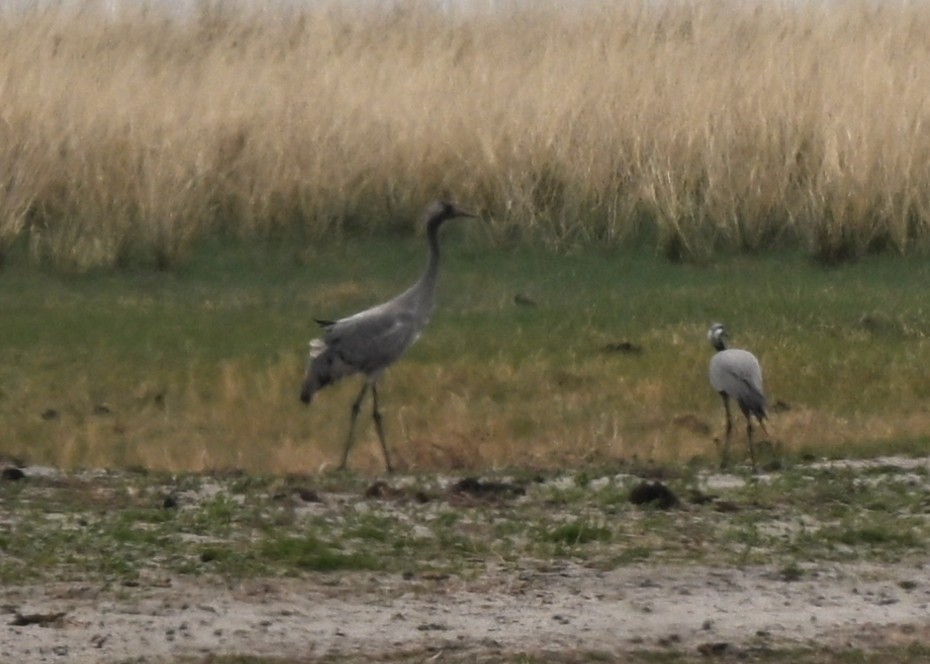 Kurrilo arrunta - ML646938671