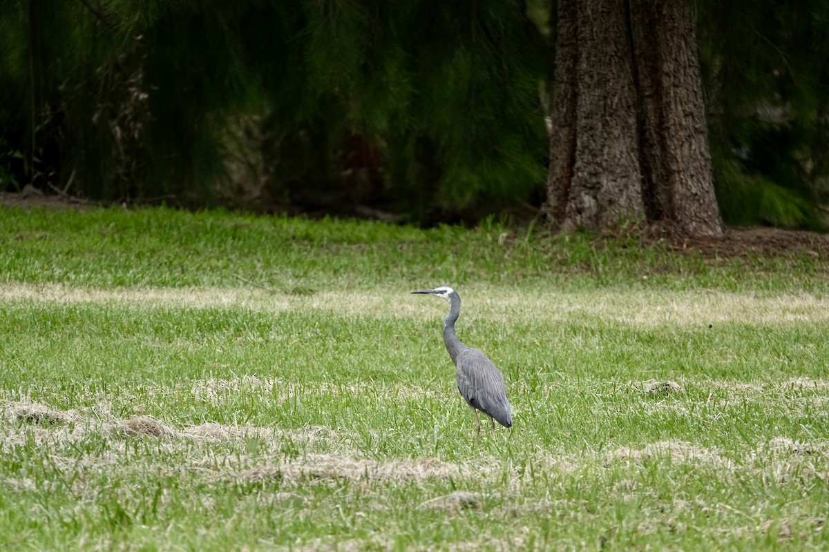 volavka bělolící - ML646938674