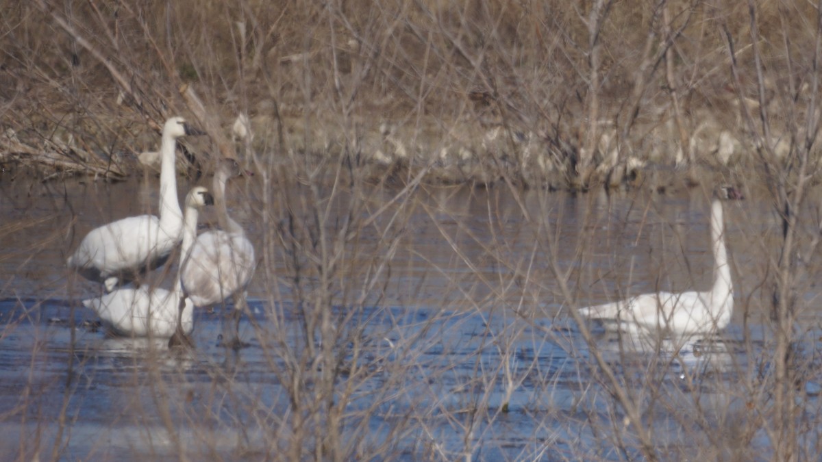 Zwergschwan - ML646938676