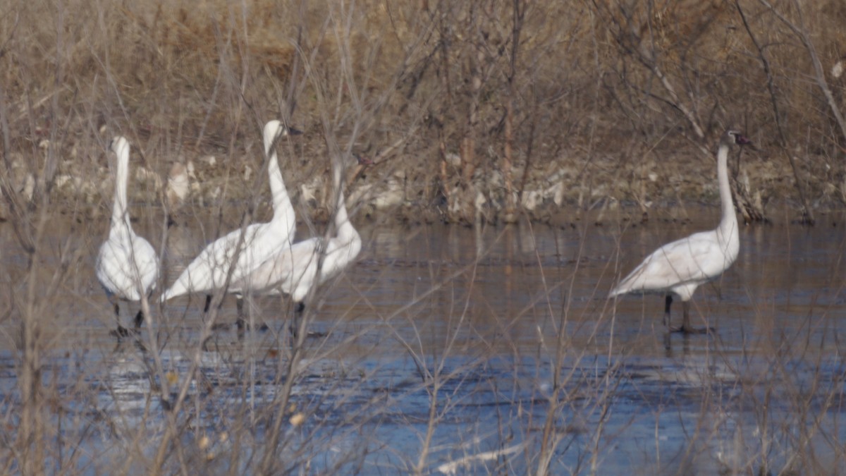 Zwergschwan - ML646938677