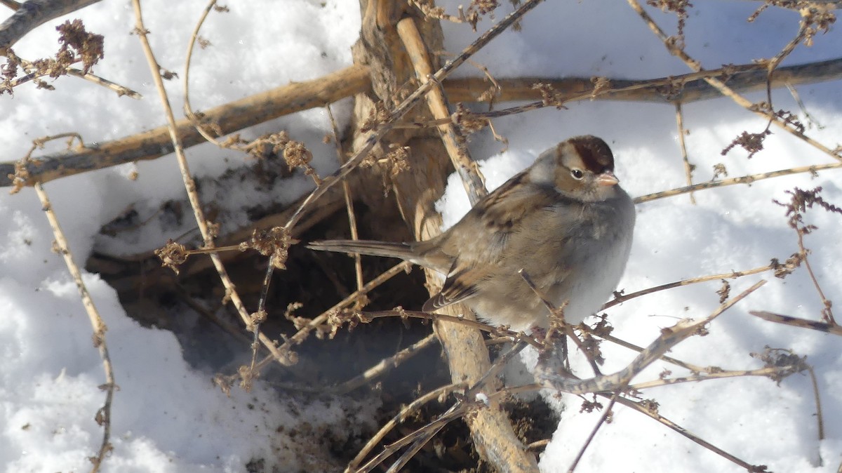 White-crowned Sparrow - ML646938678