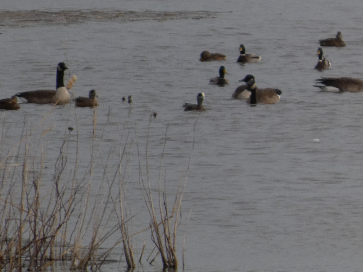 American Wigeon - ML646938679