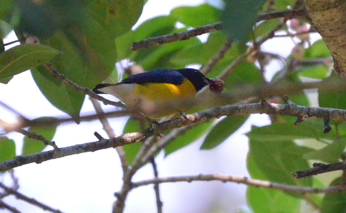 White-vented Euphonia - ML646938680