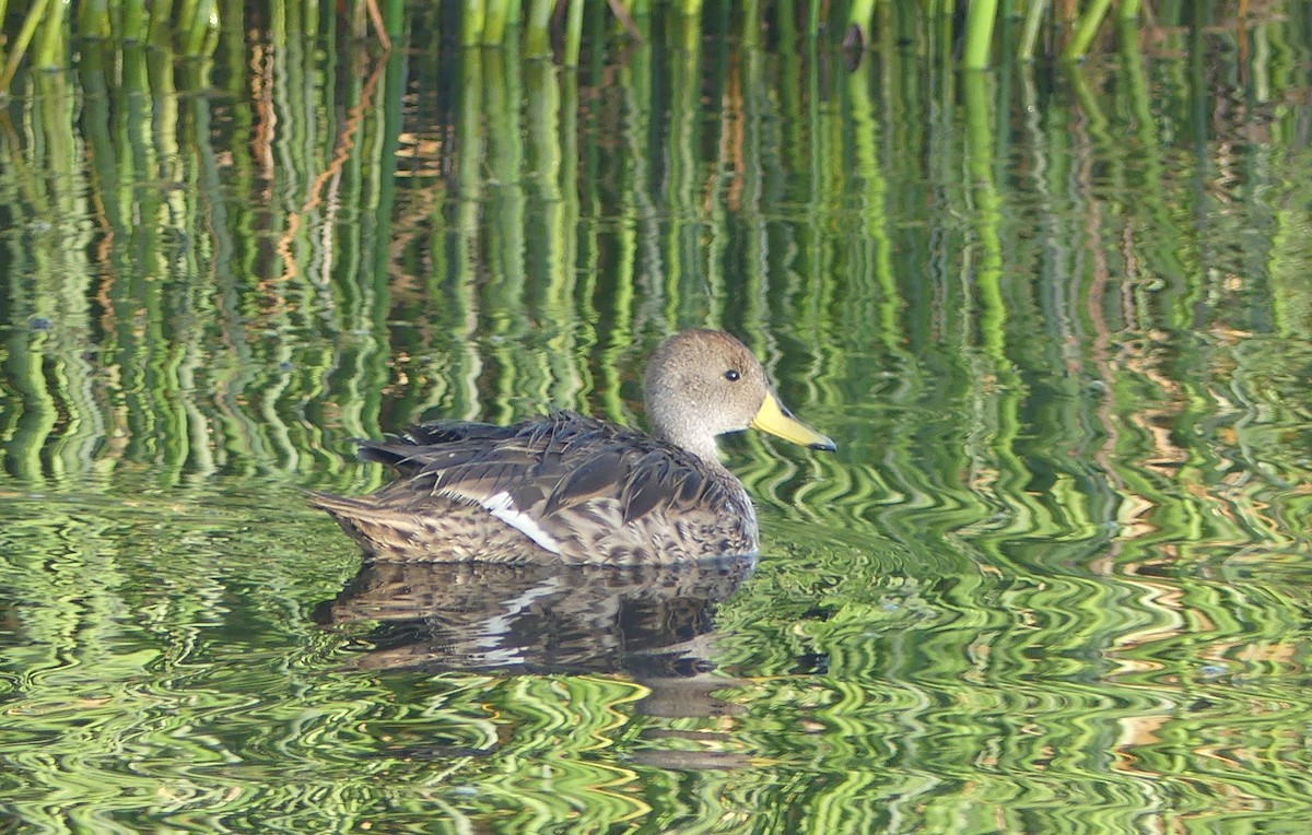 gulnebbstjertand - ML646938683