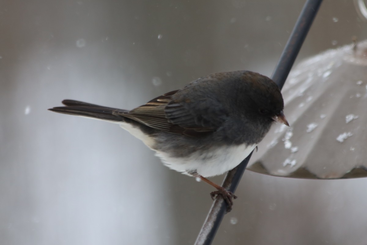 Dark-eyed Junco (Slate-colored) - ML646938684