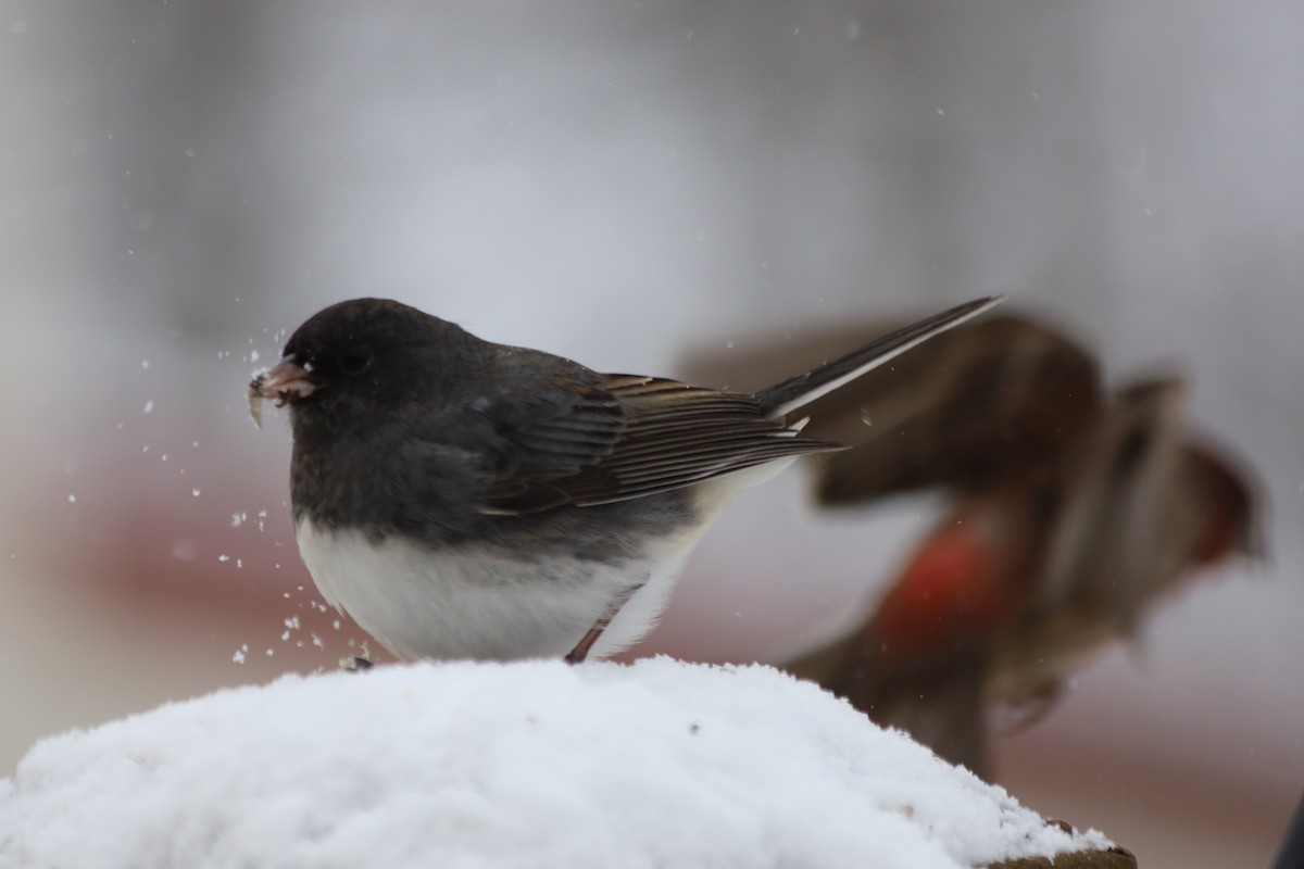 Dark-eyed Junco (Slate-colored) - ML646938685