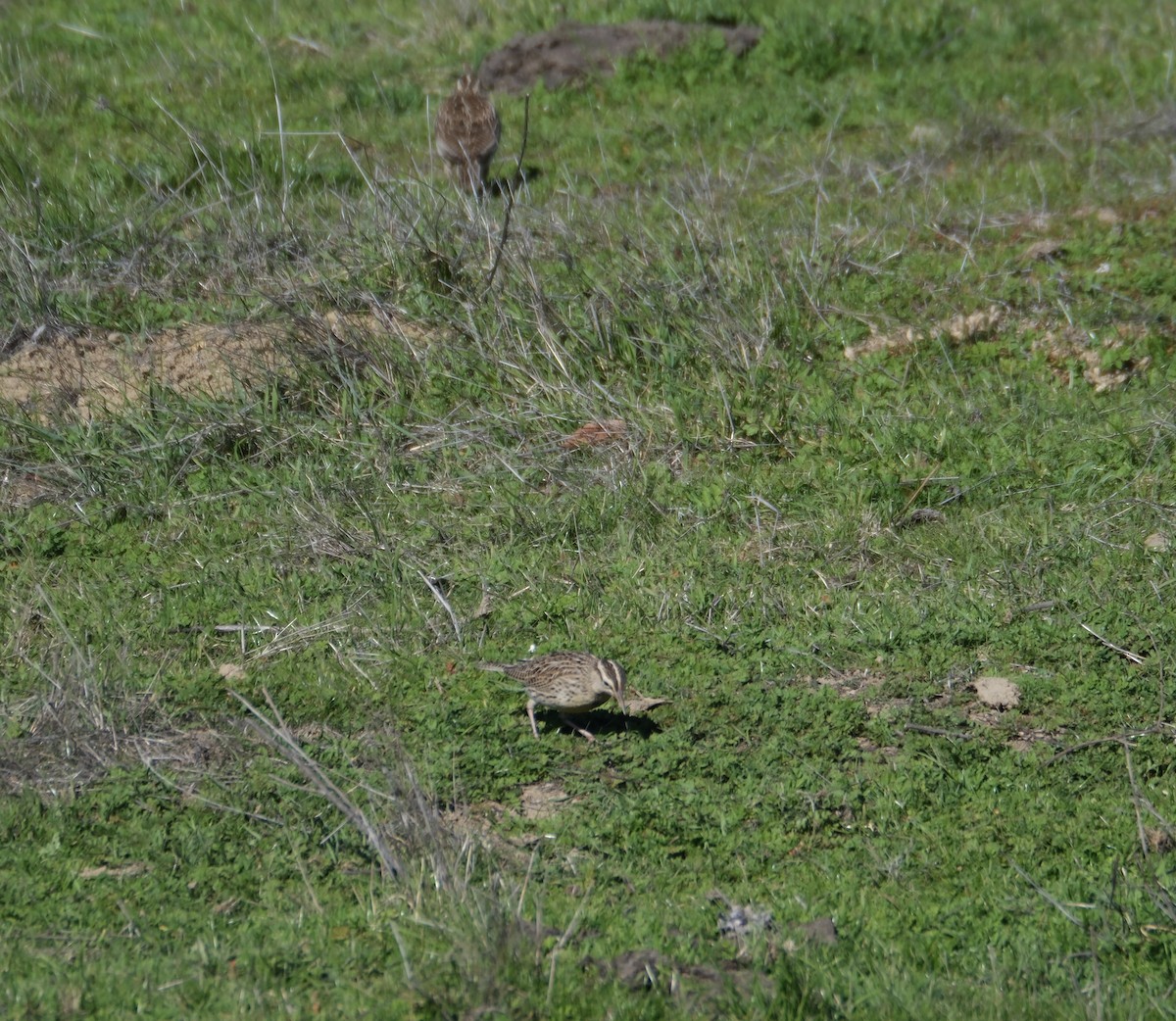 Western Meadowlark - ML646938686