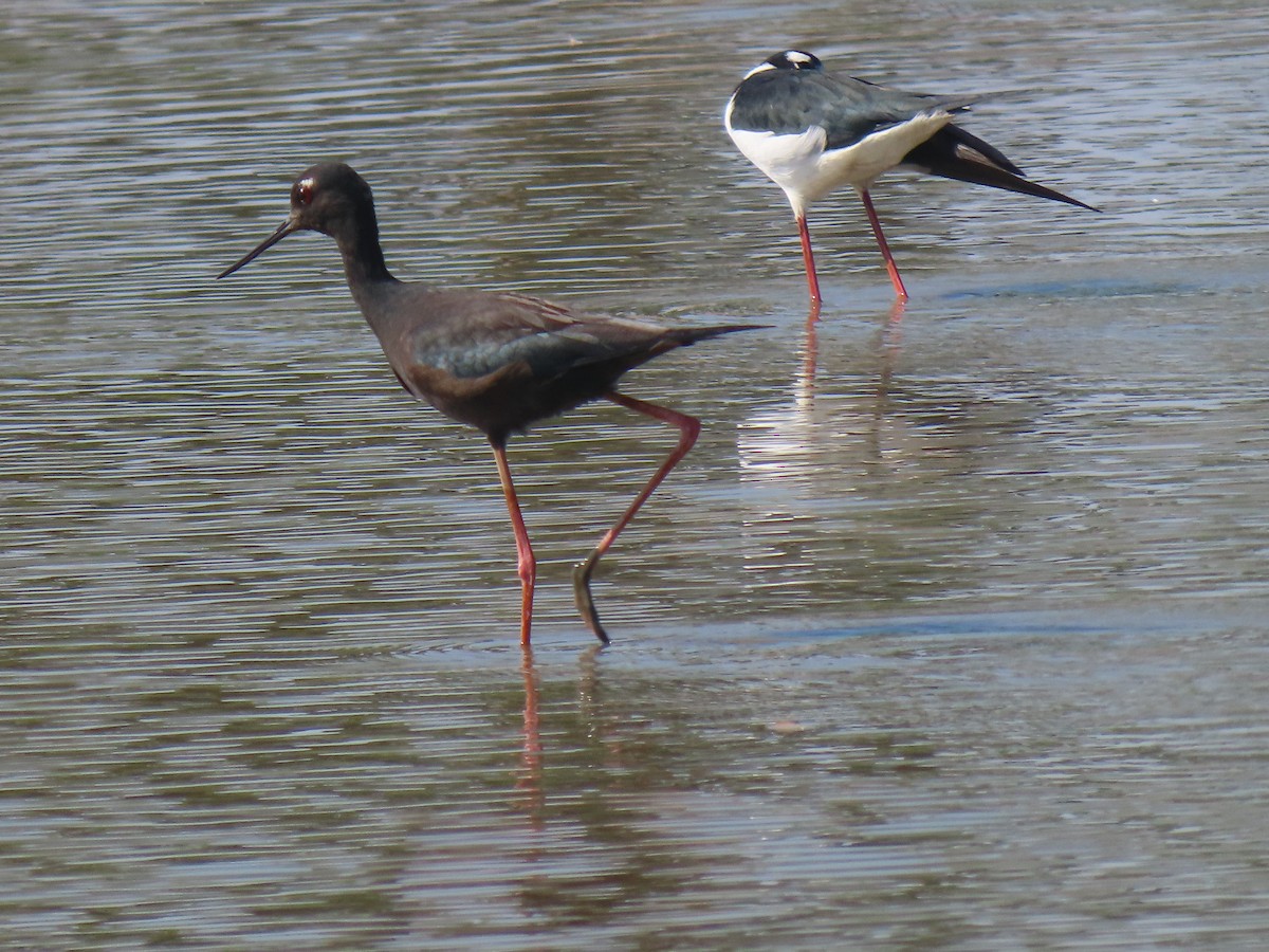 Black-necked Stilt - ML646938688