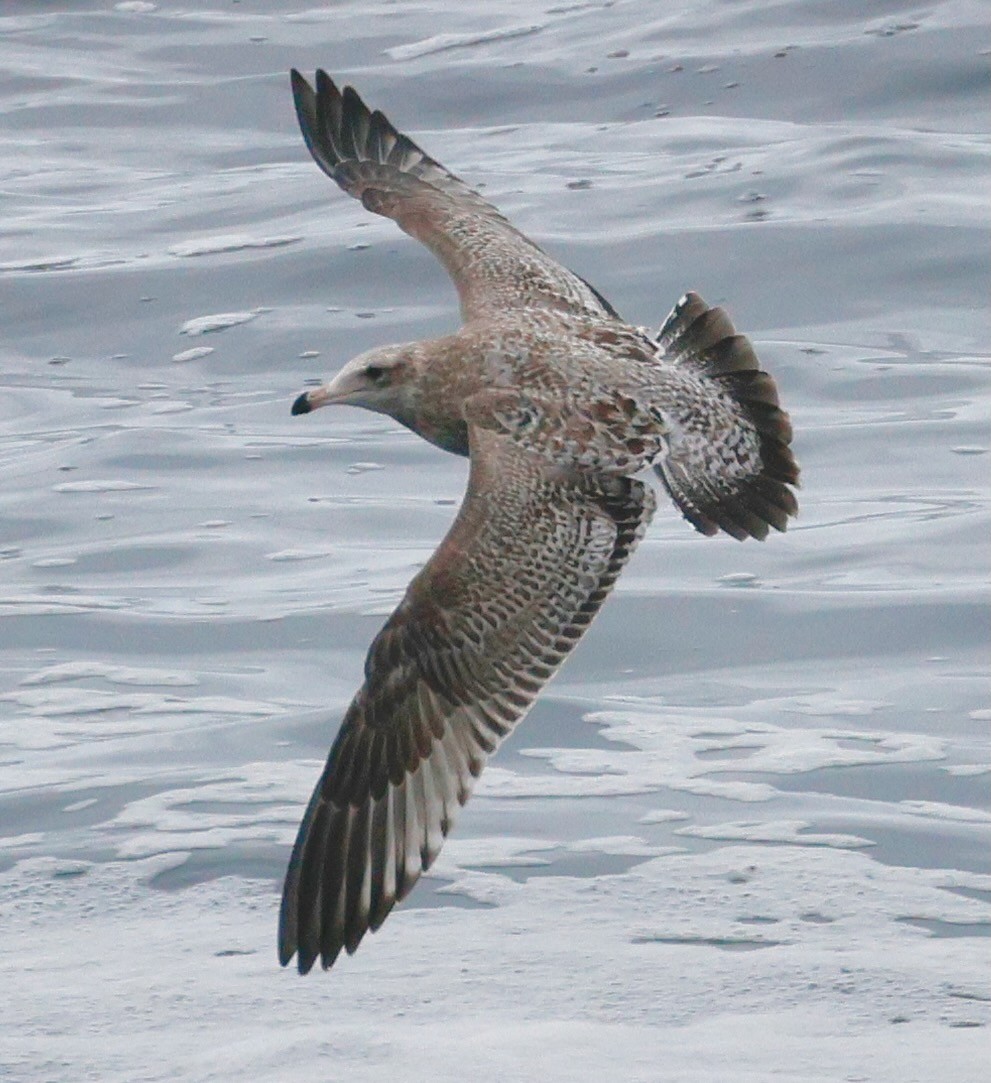 racek americký - ML646938692