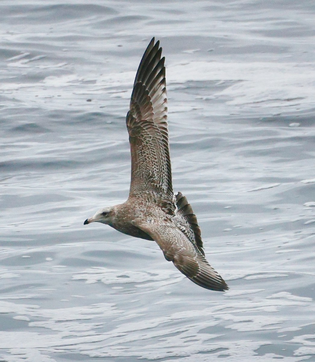 racek americký - ML646938693