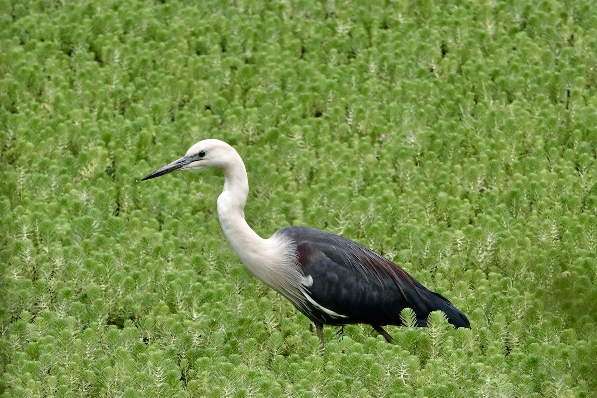 volavka bělokrká - ML646938696