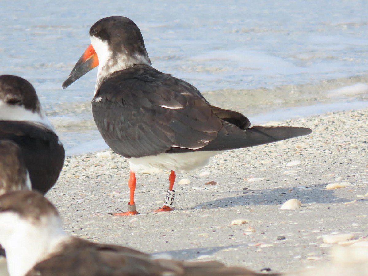 クロハサミアジサシ - ML646938706