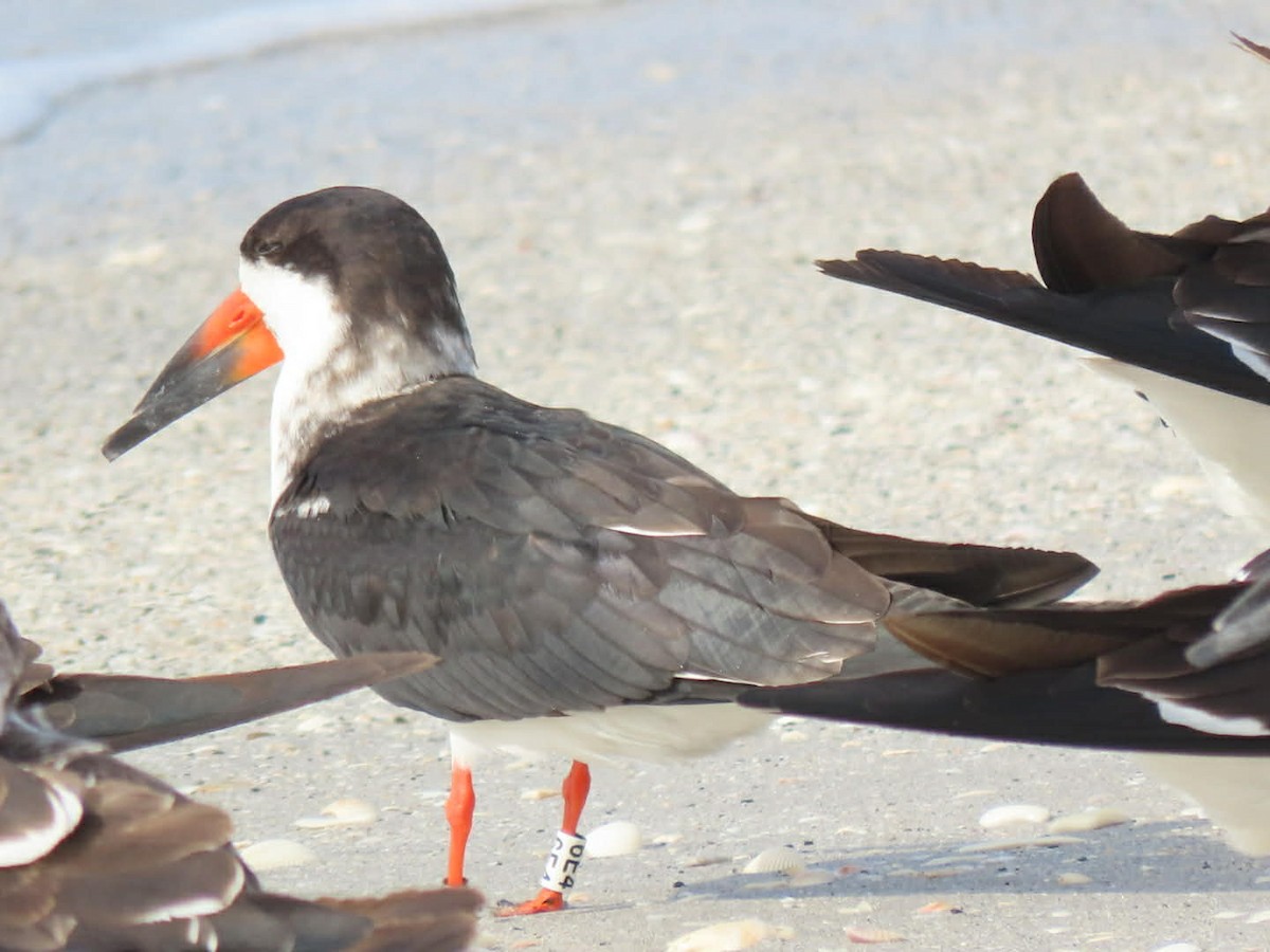 クロハサミアジサシ - ML646938707