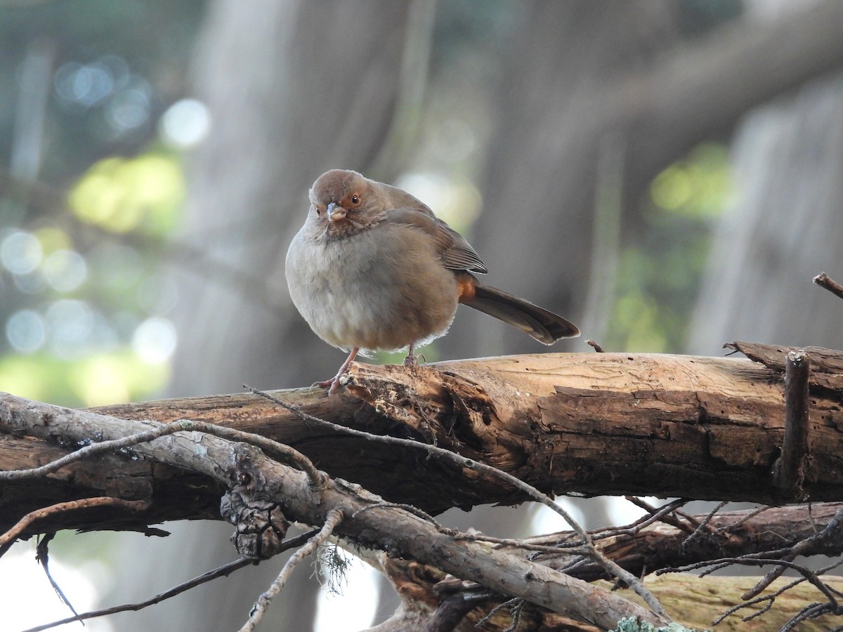 California Towhee - ML646938708