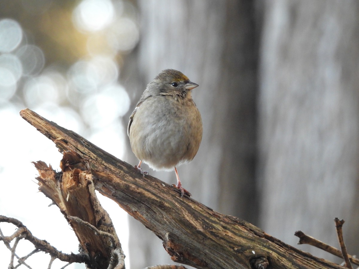Golden-crowned Sparrow - ML646938709