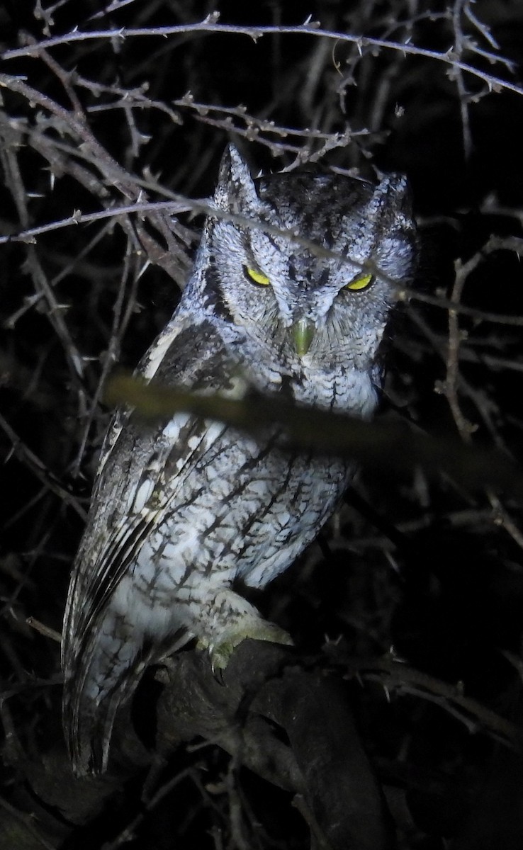 lundugle (mccallii) - ML646938710