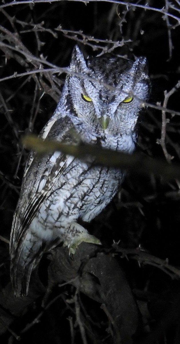 lundugle (mccallii) - ML646938711