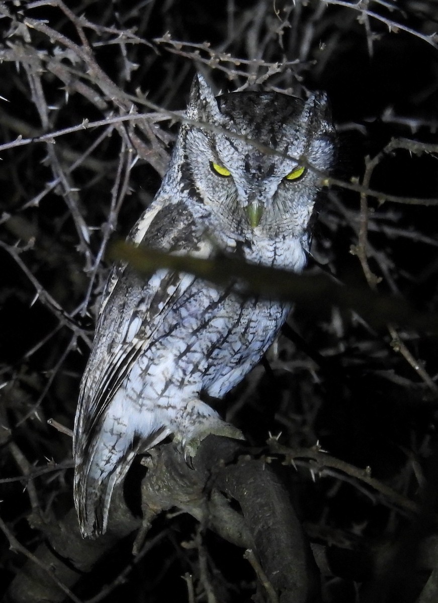 lundugle (mccallii) - ML646938712