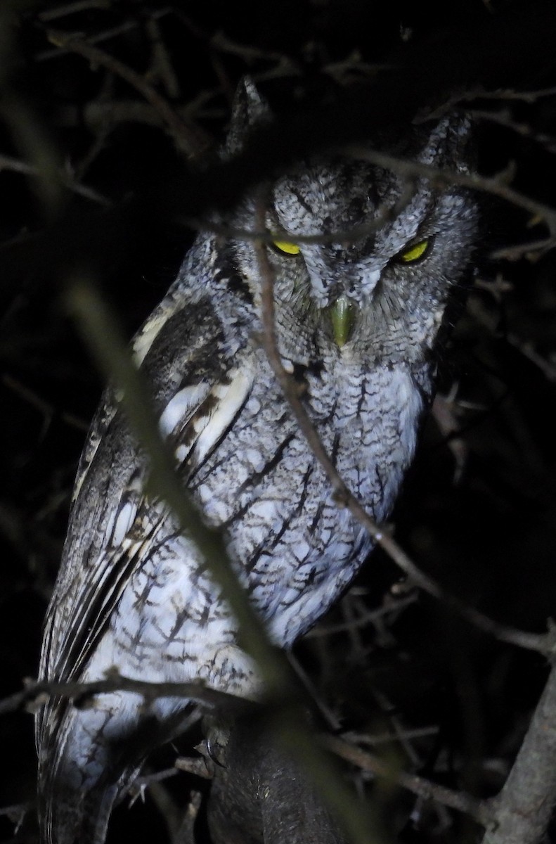 lundugle (mccallii) - ML646938713