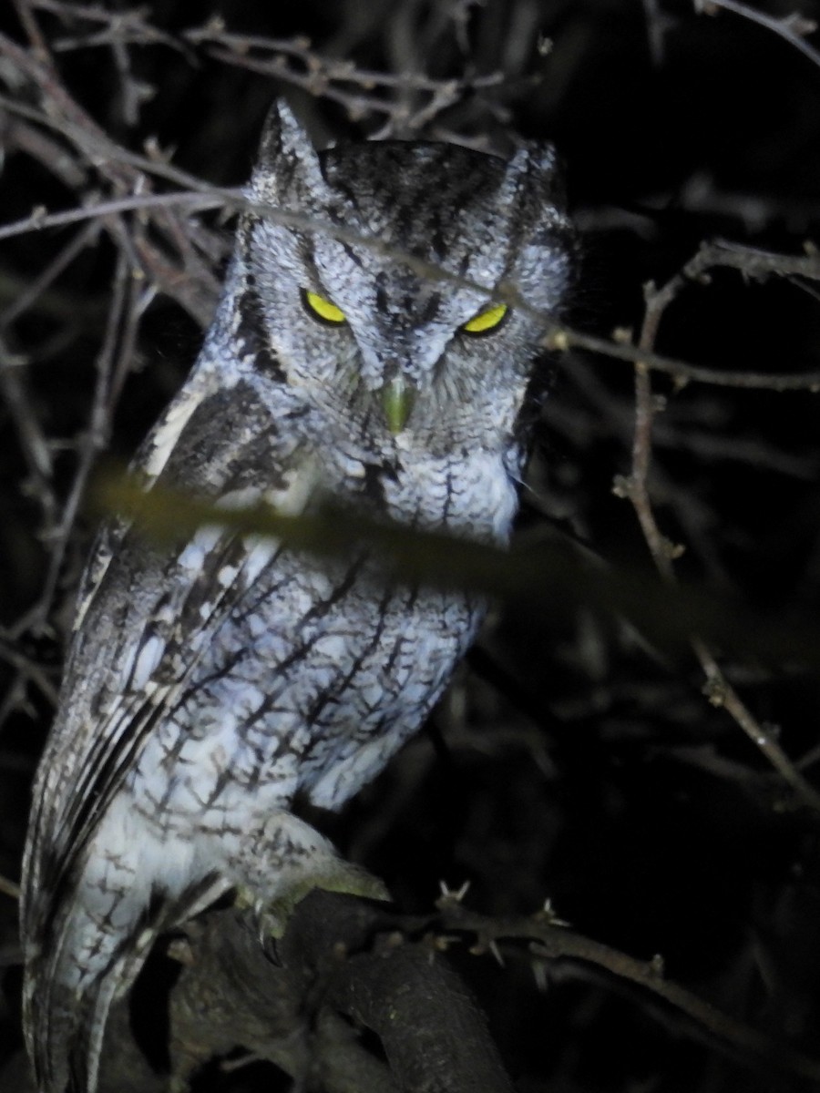 lundugle (mccallii) - ML646938714