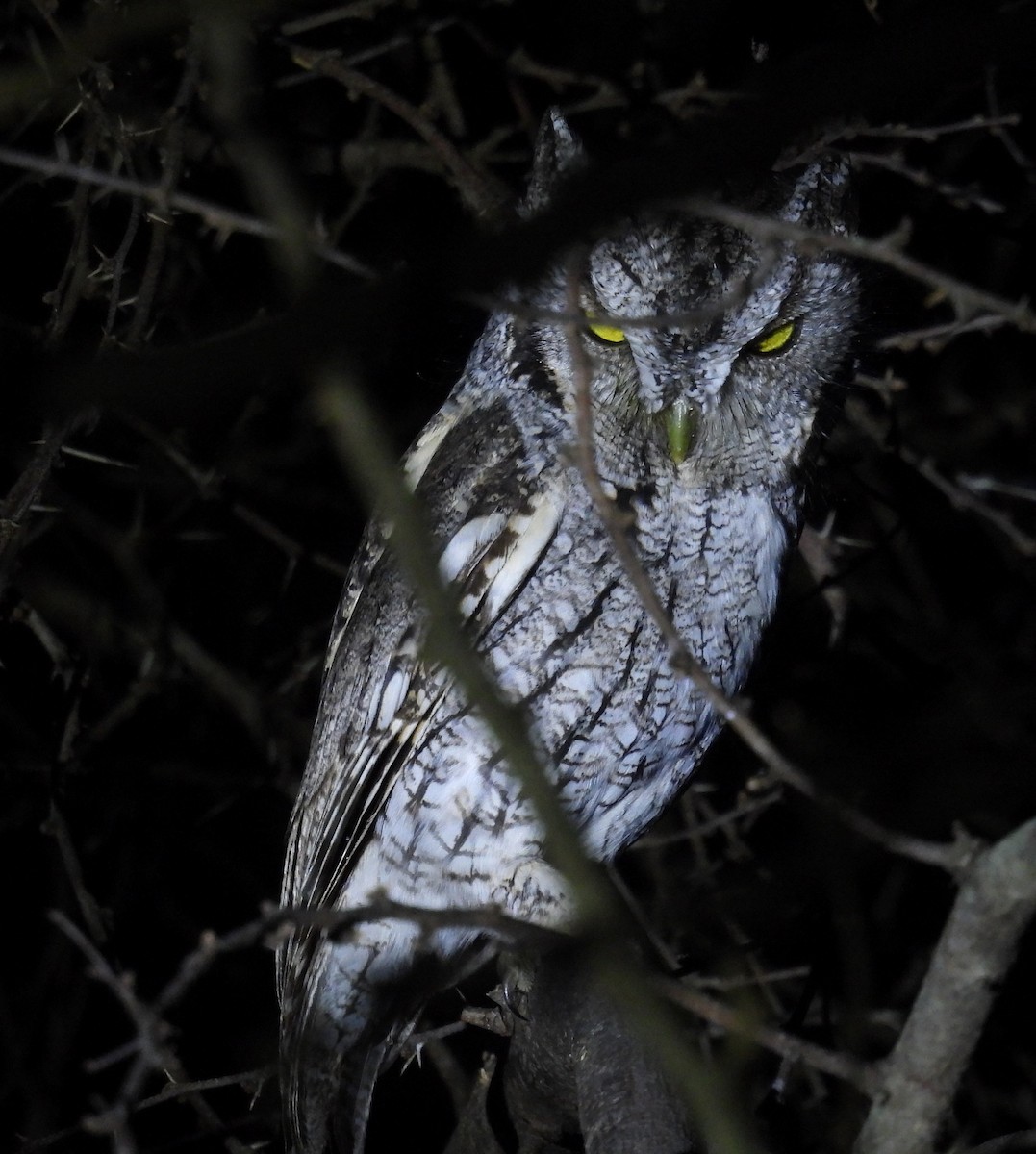 lundugle (mccallii) - ML646938715