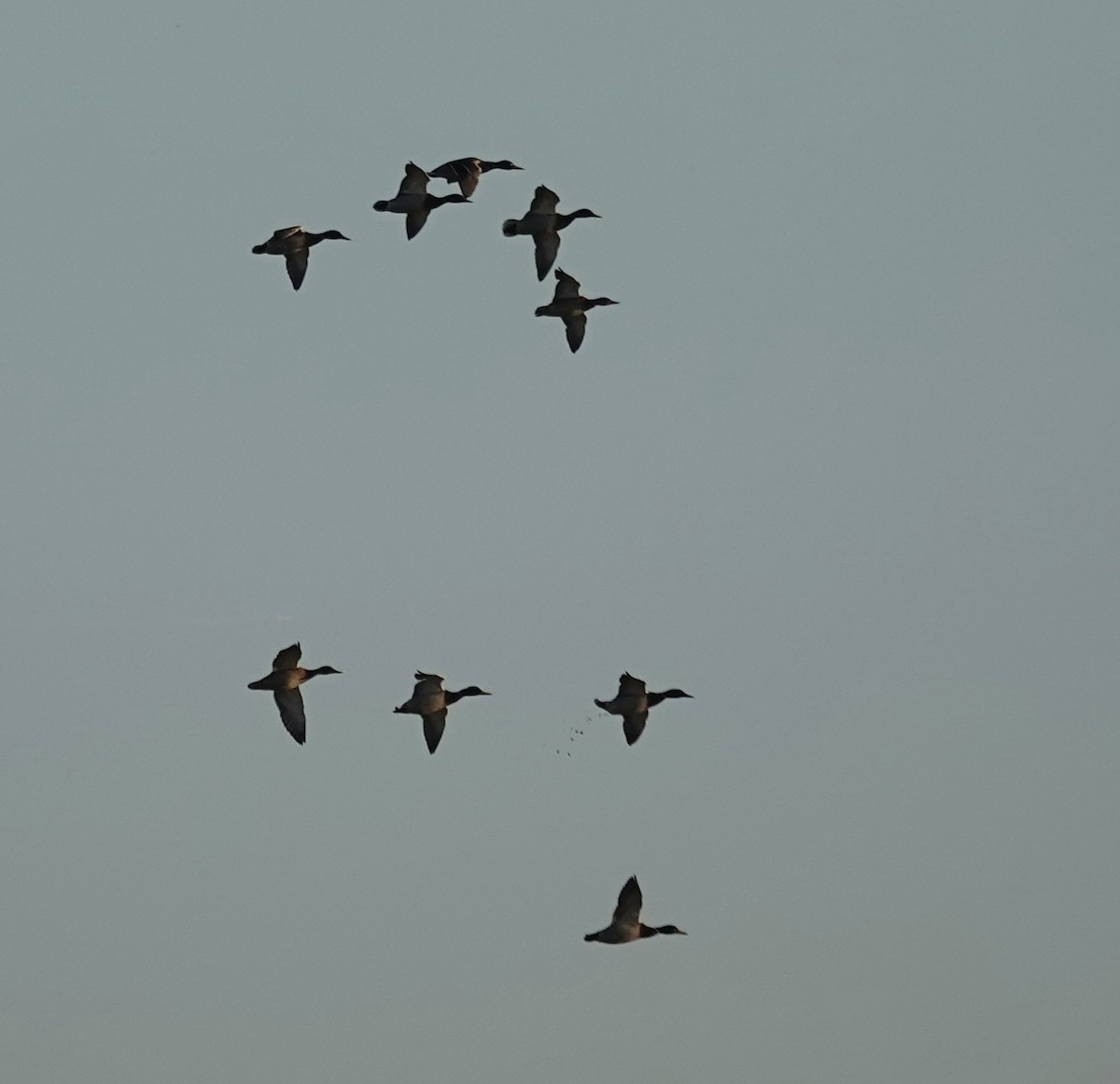 Kanadagans - ML646938727