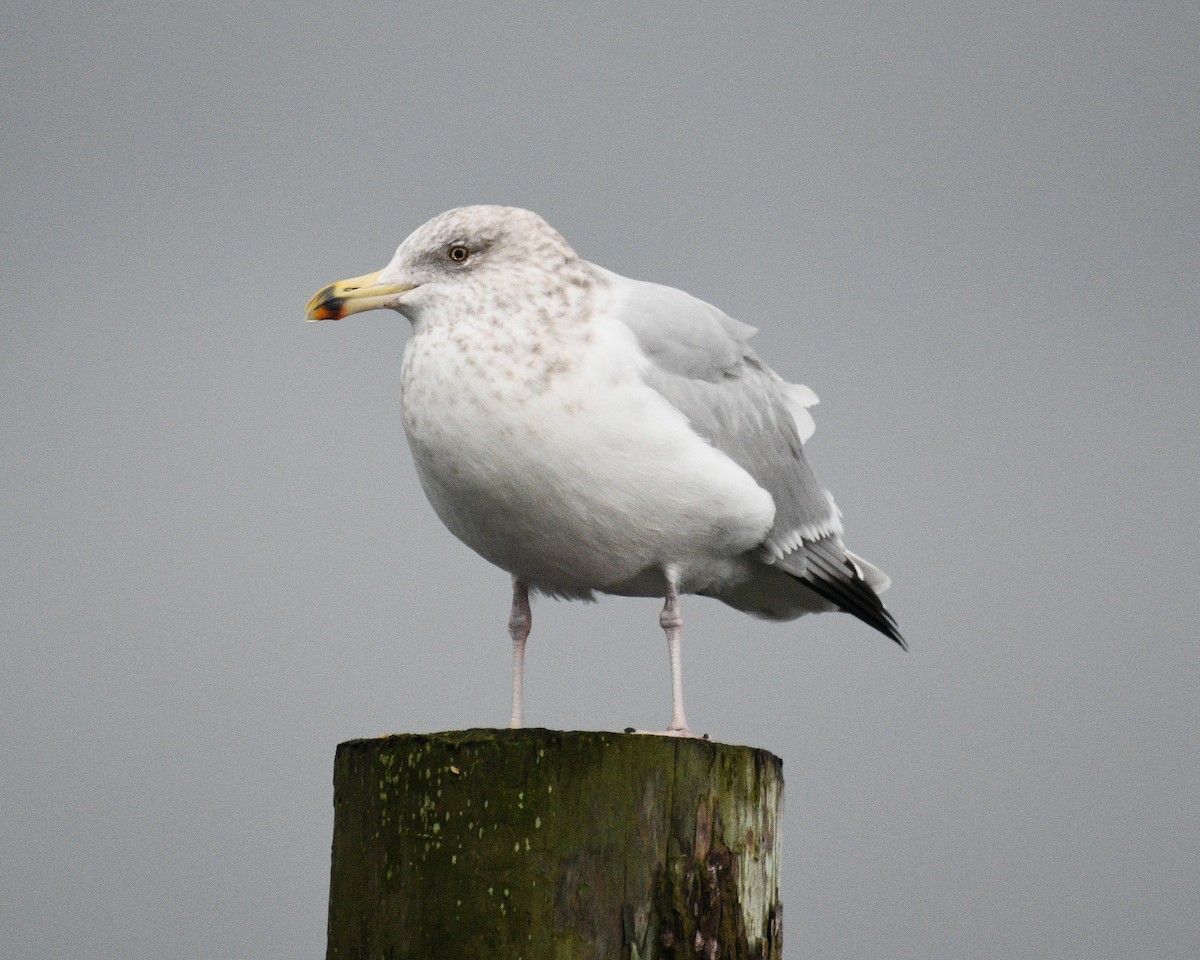 American Herring Gull - ML646938728