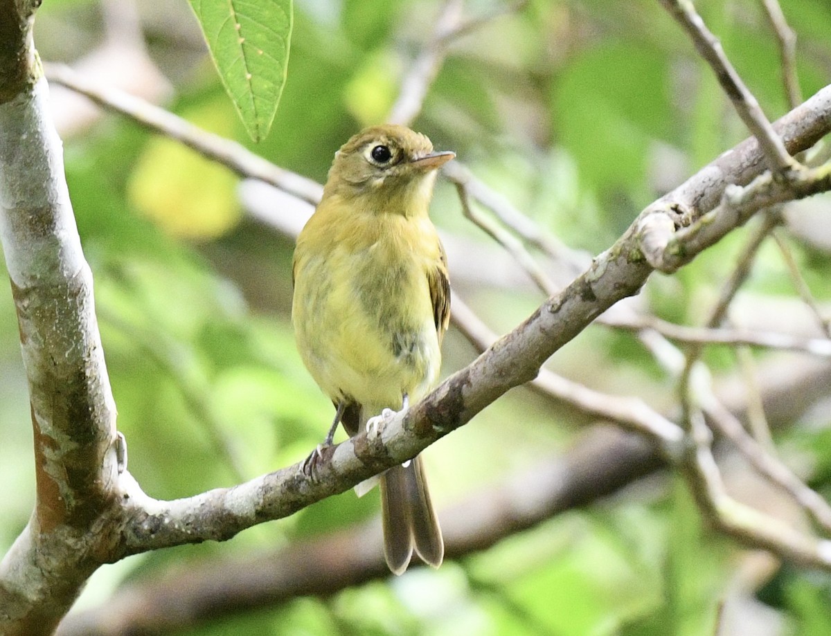 gulempid - ML646938729