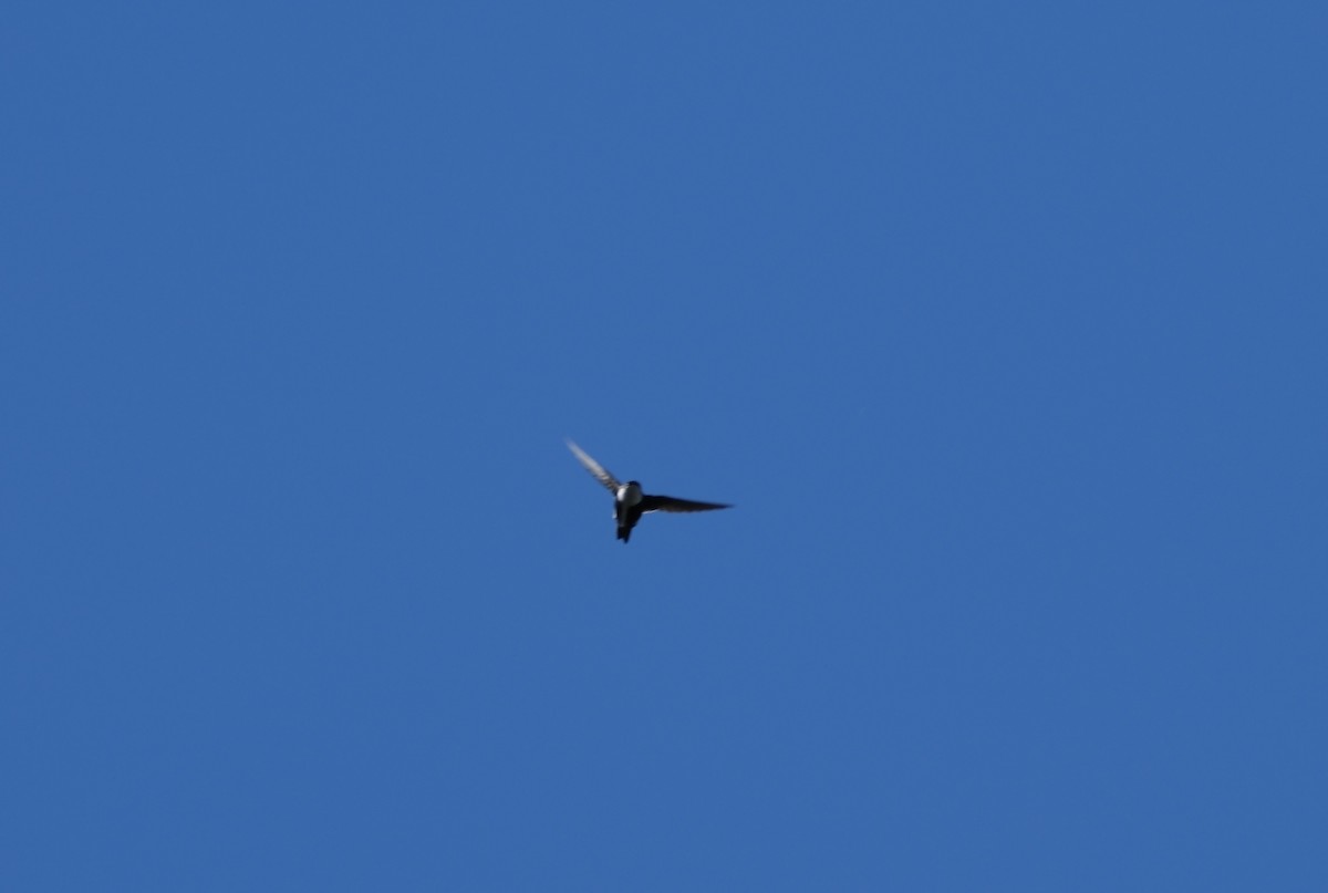 rorýs bělohrdlý - ML646938733