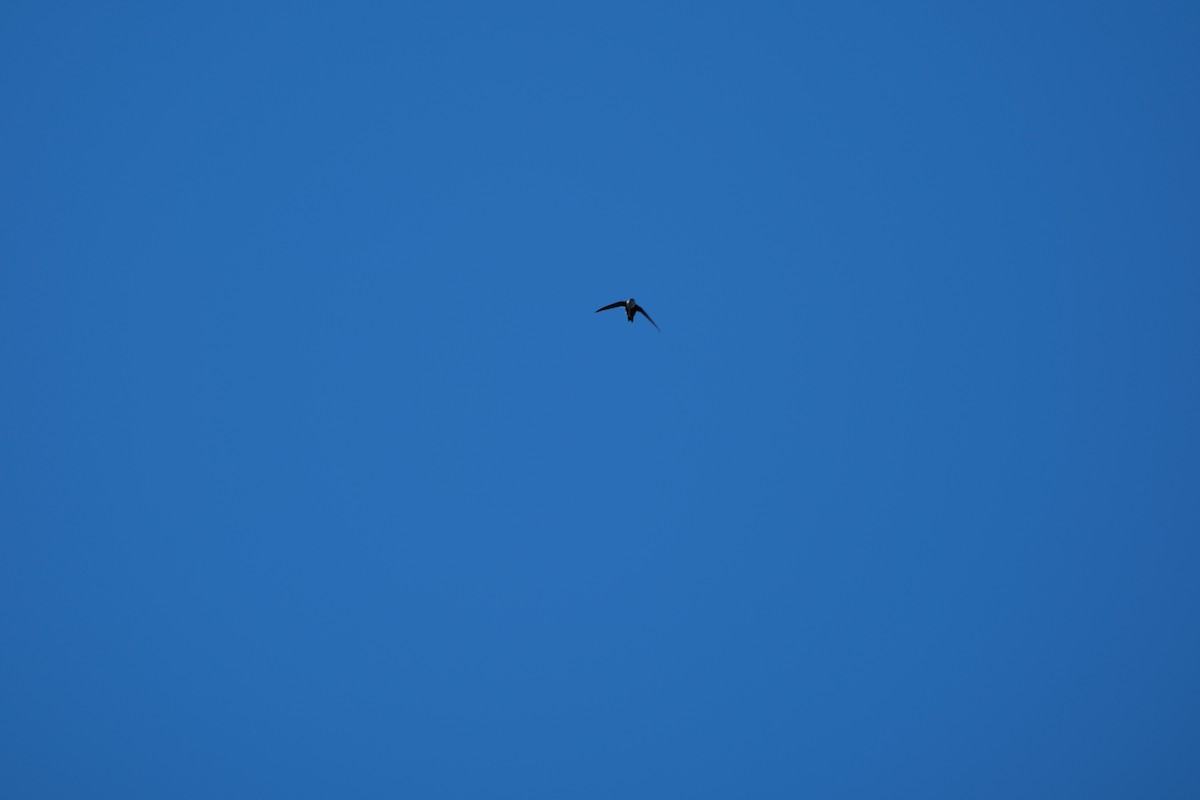 rorýs bělohrdlý - ML646938734