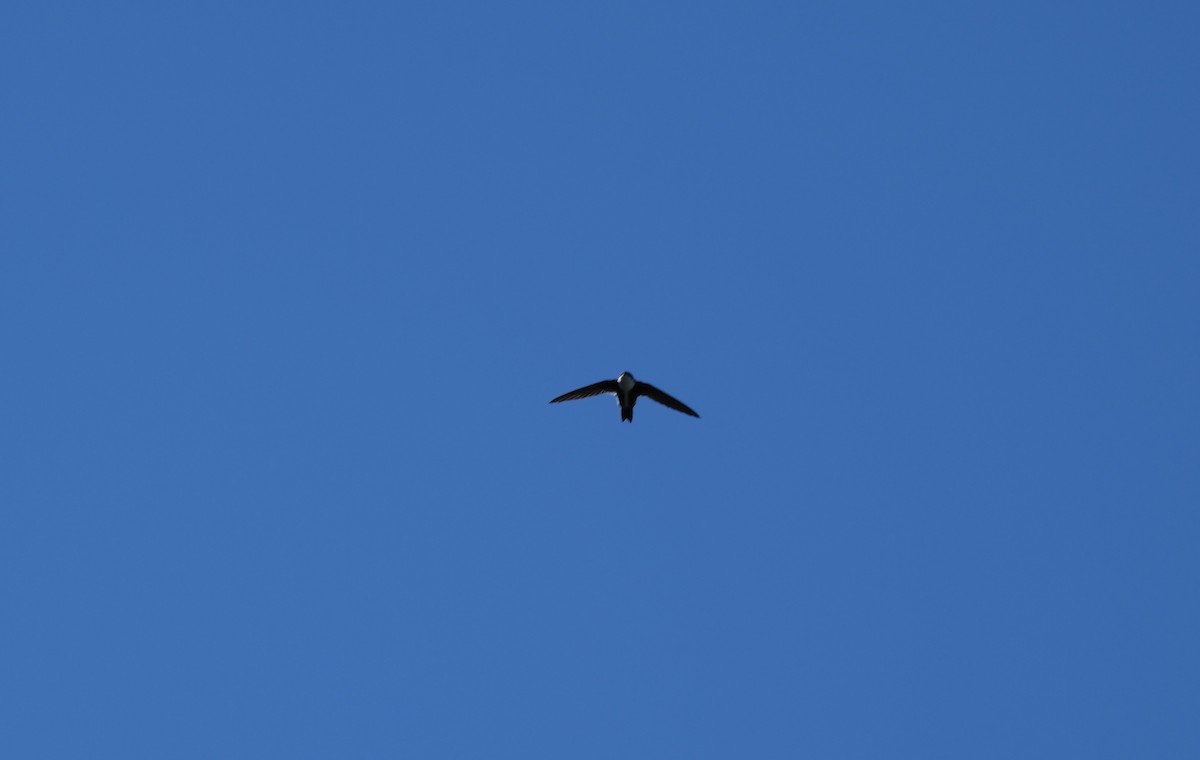 rorýs bělohrdlý - ML646938735