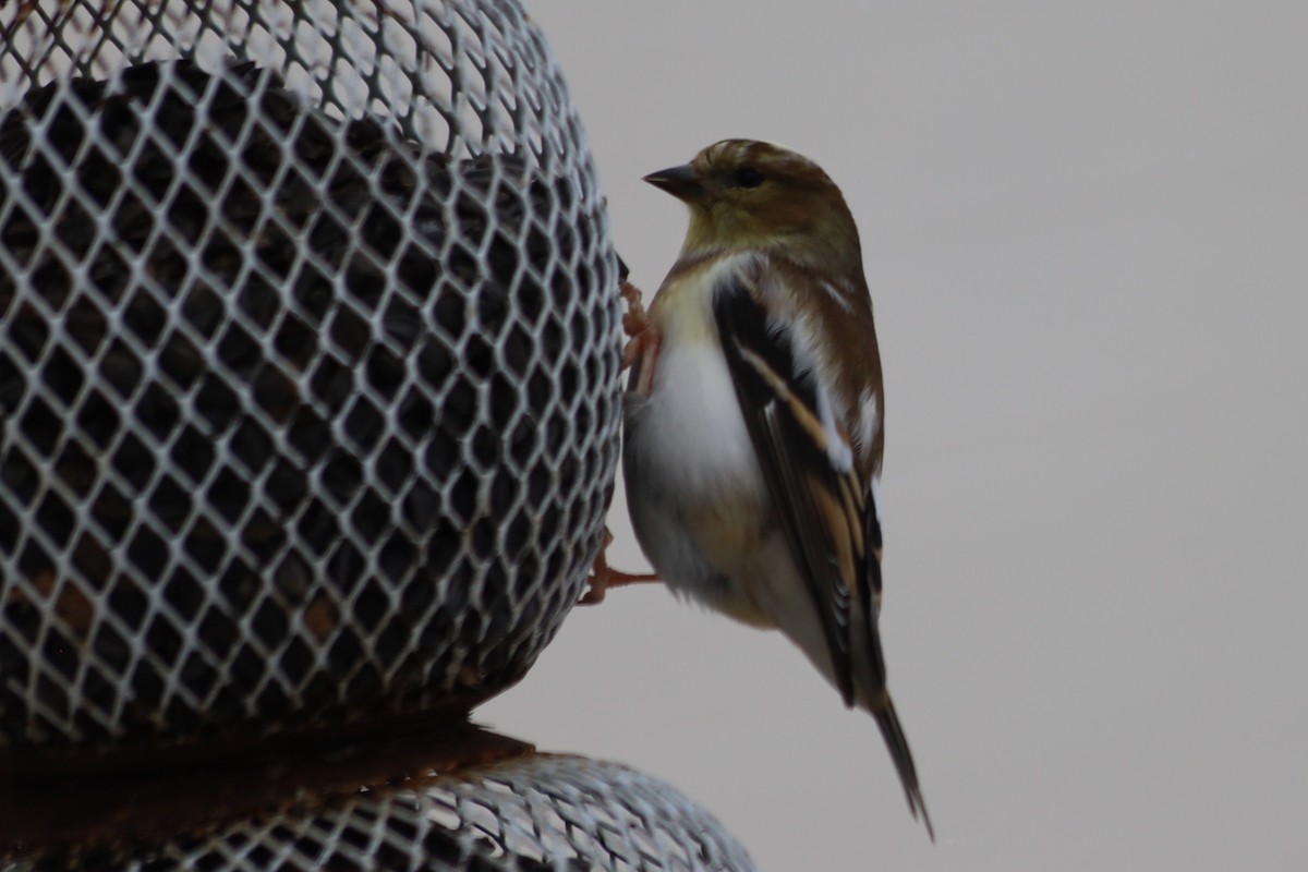 American Goldfinch - ML646938737