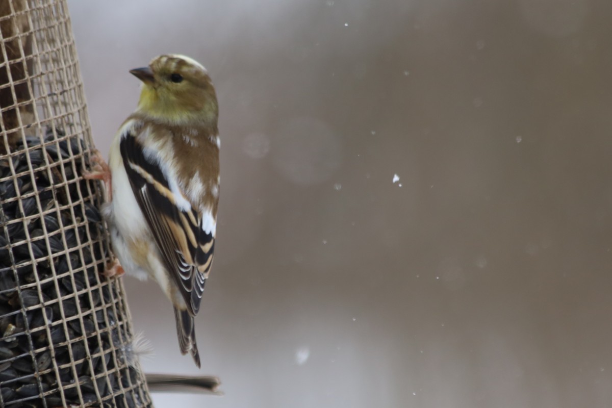 American Goldfinch - ML646938738