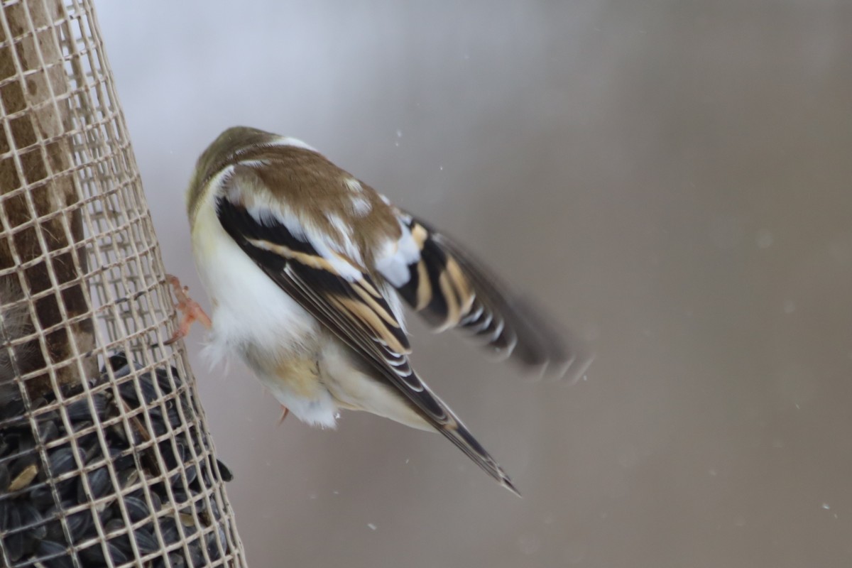 American Goldfinch - ML646938739