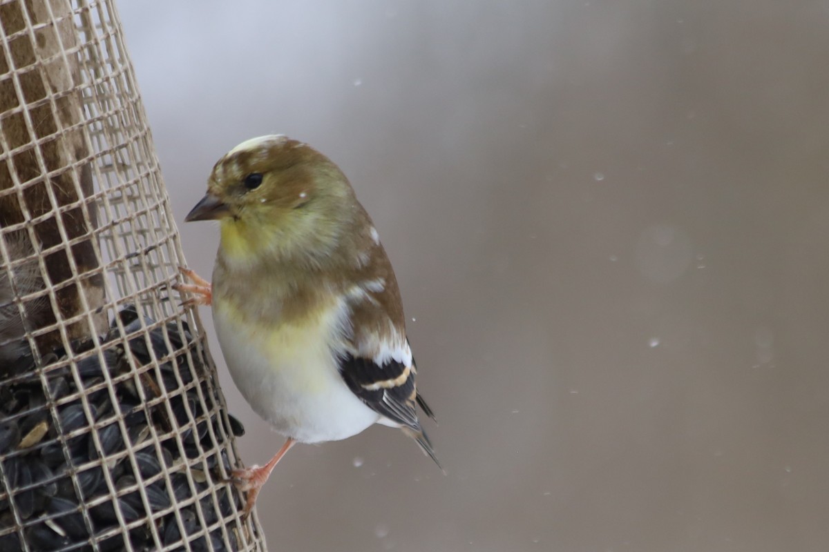 American Goldfinch - ML646938740