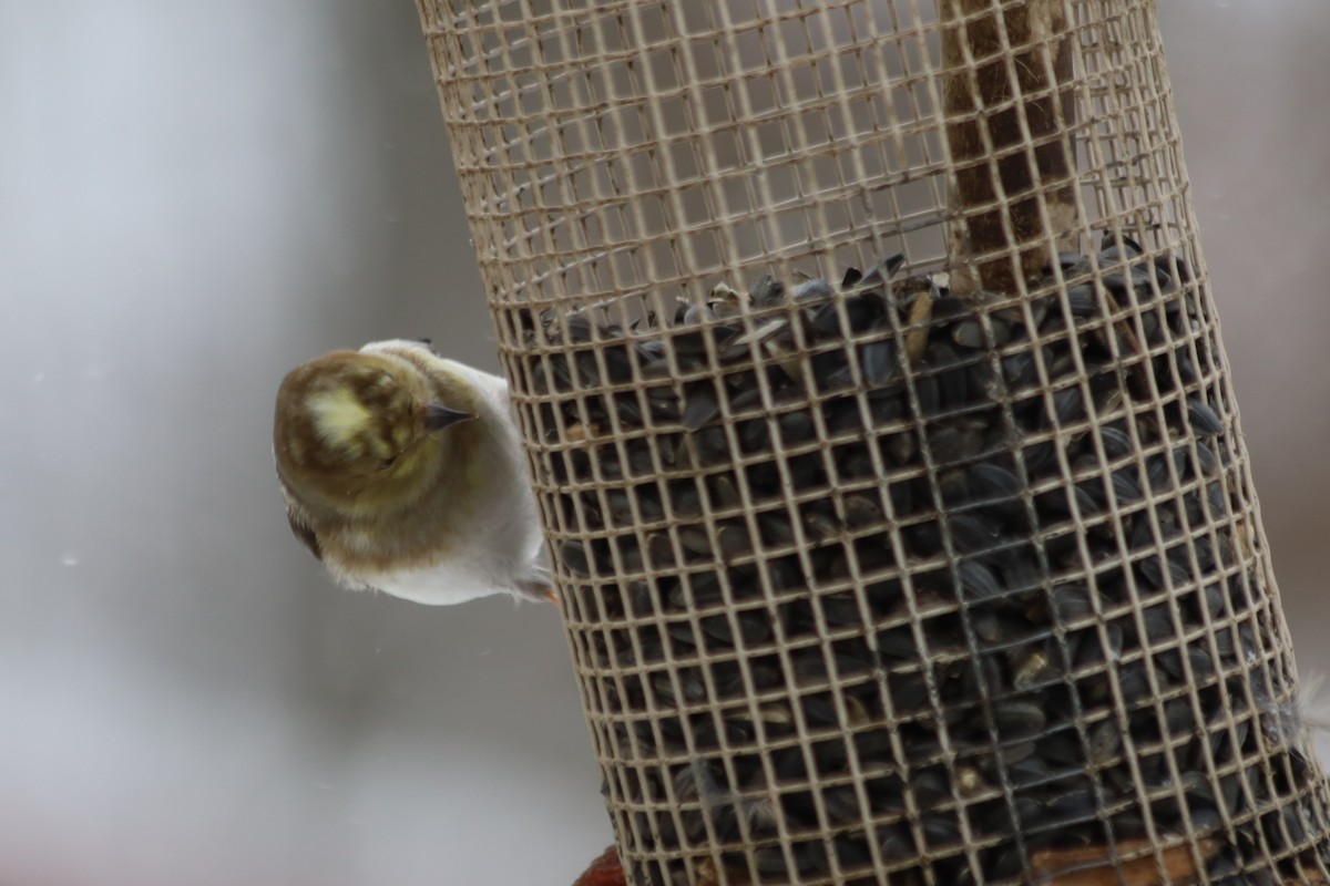 American Goldfinch - ML646938741