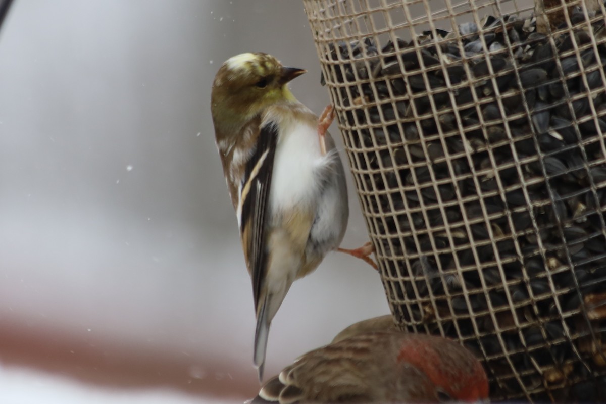 American Goldfinch - ML646938742
